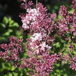Šeřík Meyerův 'Palibin' - Syringa meyeri 'Palibin'