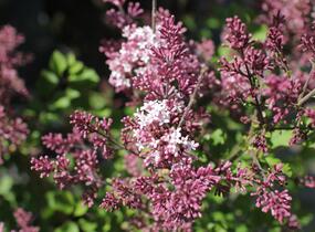 Šeřík Meyerův 'Palibin' - Syringa meyeri 'Palibin'