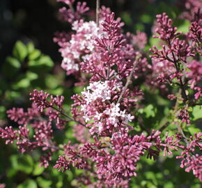 Šeřík Meyerův 'Palibin' - Syringa meyeri 'Palibin'