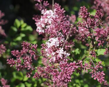 Šeřík Meyerův 'Palibin'