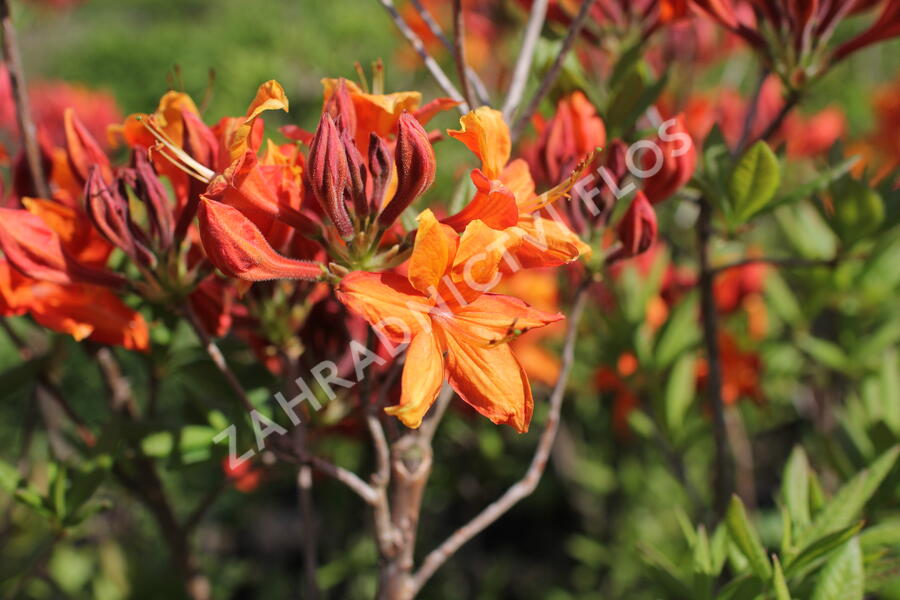 Azalka 'Golden Eagle' - Azalea (KH) 'Golden Eagle'