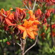 Azalka 'Golden Eagle' - Azalea (KH) 'Golden Eagle'