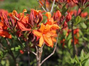 Azalka 'Golden Eagle' - Azalea (KH) 'Golden Eagle'