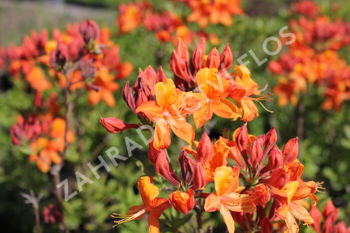 Azalka 'Golden Eagle' - Azalea (KH) 'Golden Eagle'