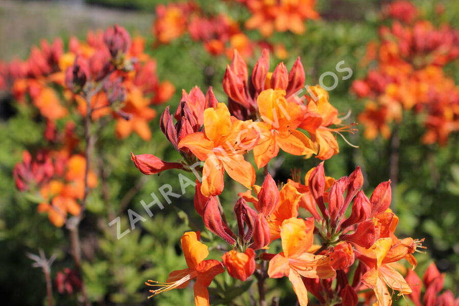 Azalka 'Golden Eagle' - Azalea (KH) 'Golden Eagle'