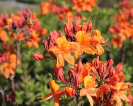 Azalka 'Golden Eagle'