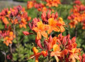 Azalka 'Golden Eagle' - Azalea (KH) 'Golden Eagle'