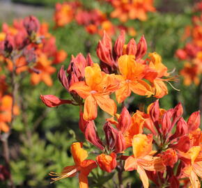 Azalka 'Golden Eagle' - Azalea (KH) 'Golden Eagle'