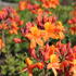 Azalea (KH) 'Golden Eagle'_01.JPG