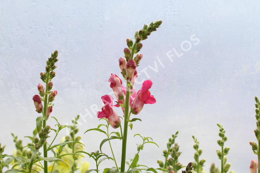 Hledík větší 'Ribaro Mix' - Antirrhinum majus 'Ribaro Mix'