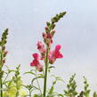 Hledík větší 'Ribaro Mix' - Antirrhinum majus 'Ribaro Mix'