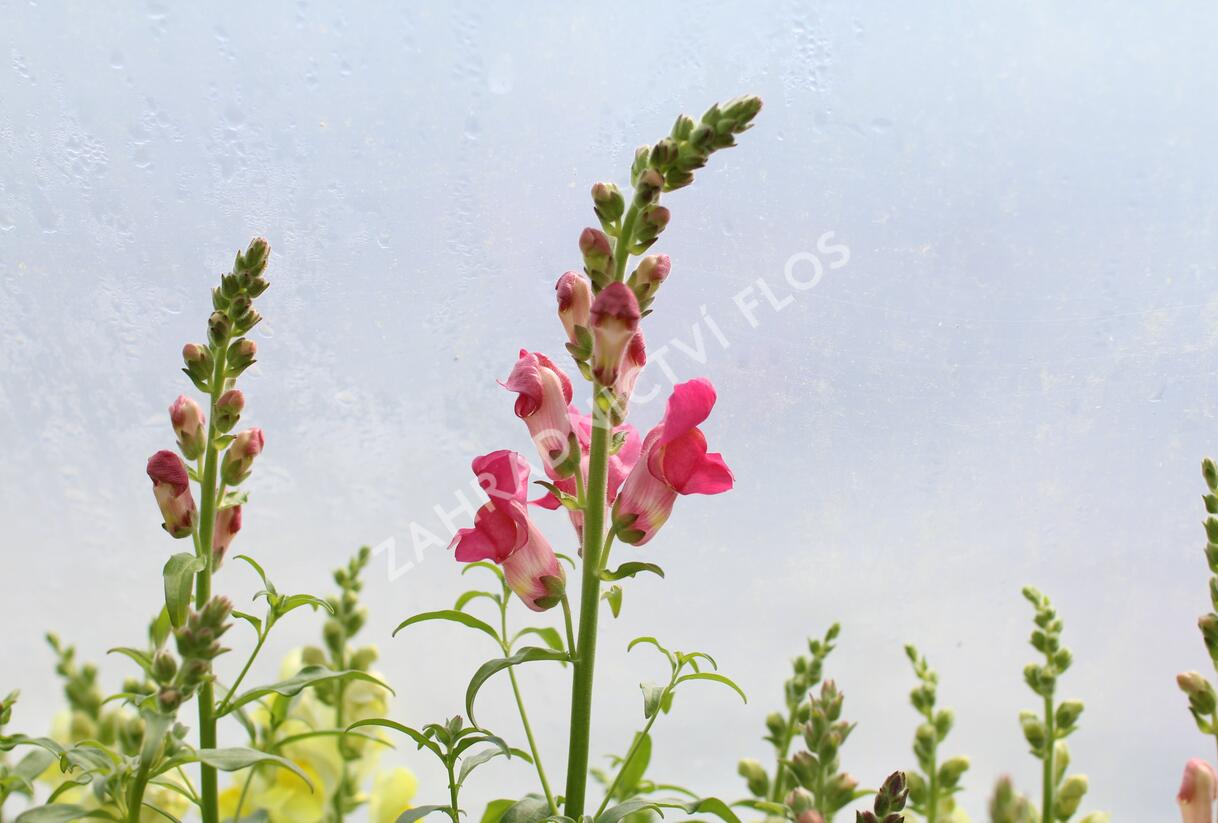 Hledík větší 'Ribaro Mix' - Antirrhinum majus 'Ribaro Mix'