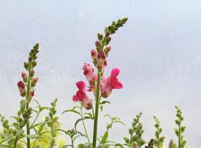 Hledík větší 'Ribaro Mix' - Antirrhinum majus 'Ribaro Mix'