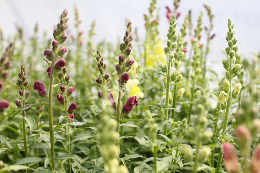 Hledík větší 'Ribaro Mix' - Antirrhinum majus 'Ribaro Mix'