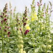 Hledík větší 'Ribaro Mix' - Antirrhinum majus 'Ribaro Mix'