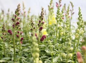 Hledík větší 'Ribaro Mix' - Antirrhinum majus 'Ribaro Mix'