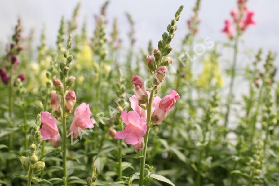 Hledík větší 'Ribaro Mix' - Antirrhinum majus 'Ribaro Mix'