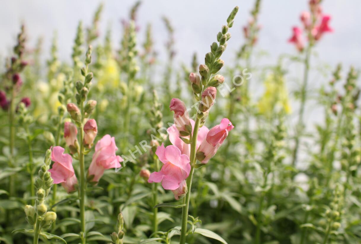 Hledík větší 'Ribaro Mix' - Antirrhinum majus 'Ribaro Mix'