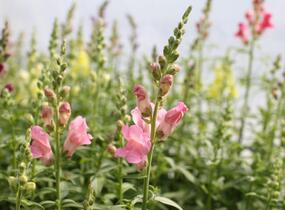 Hledík větší 'Ribaro Mix' - Antirrhinum majus 'Ribaro Mix'
