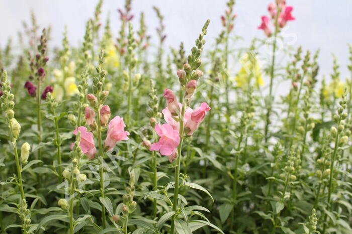 Hledík větší 'Ribaro Mix' - Antirrhinum majus 'Ribaro Mix'