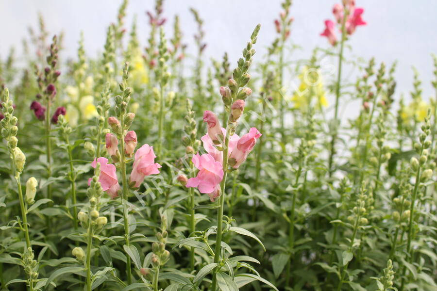 Hledík větší 'Ribaro Mix' - Antirrhinum majus 'Ribaro Mix'