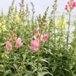 Hledík větší 'Ribaro Mix' - Antirrhinum majus 'Ribaro Mix'