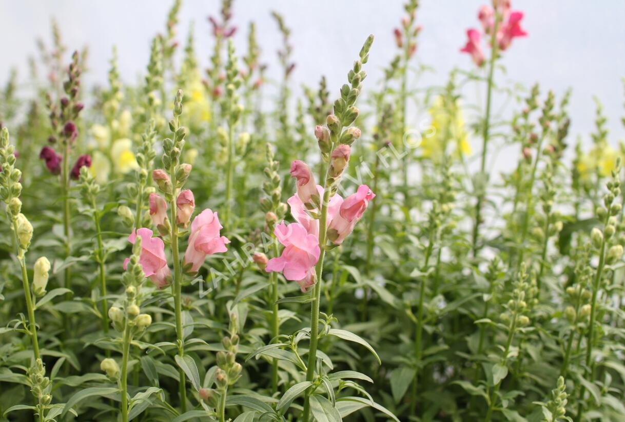 Hledík větší 'Ribaro Mix' - Antirrhinum majus 'Ribaro Mix'