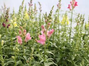 Hledík větší 'Ribaro Mix' - Antirrhinum majus 'Ribaro Mix'
