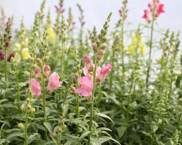 Hledík větší 'Ribaro Mix'