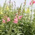 Antirrhinum majus 'Ribaro Mix'.JPG
