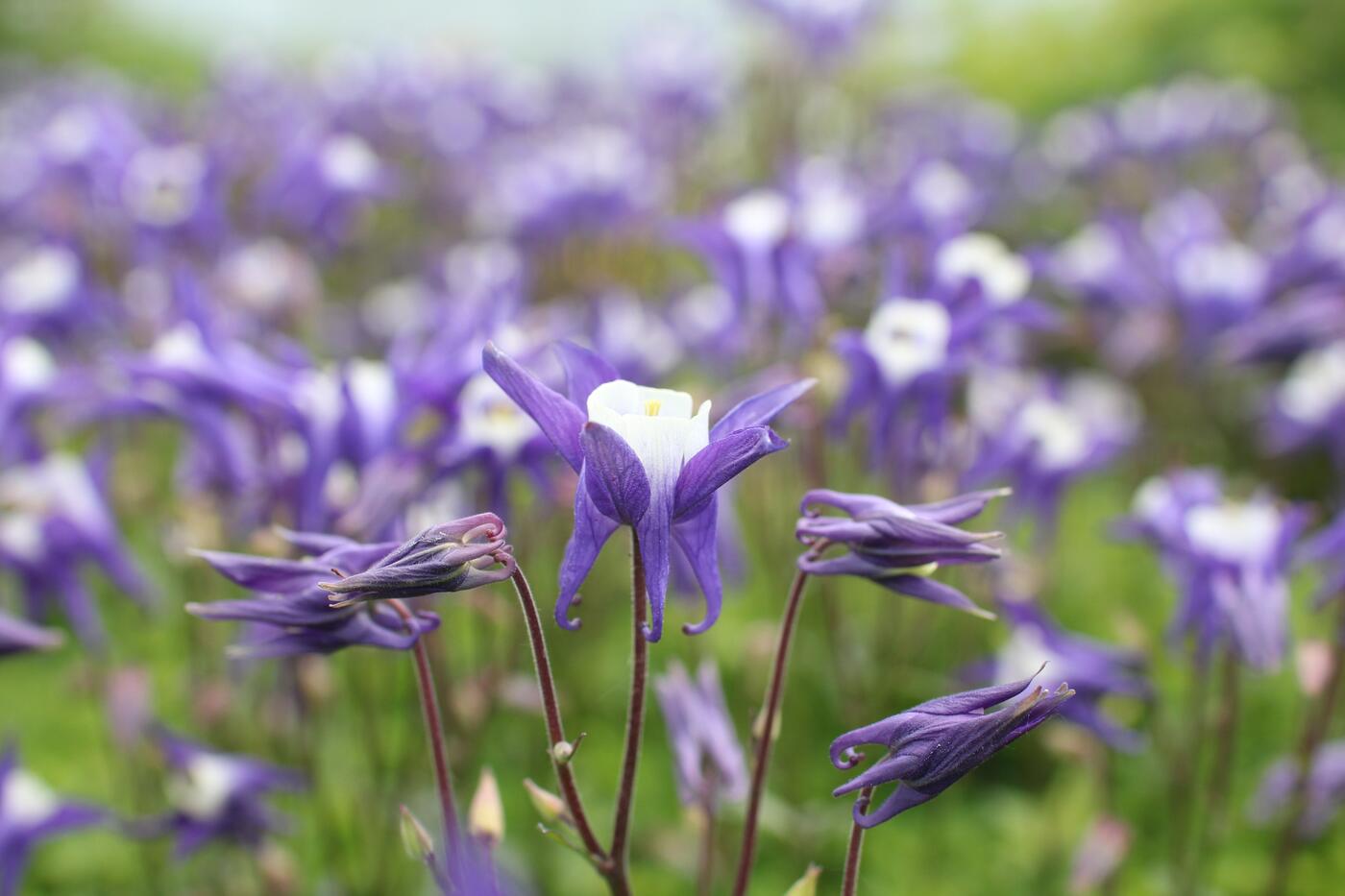 Aquilegia vulgaris ''Winky Blue-White''