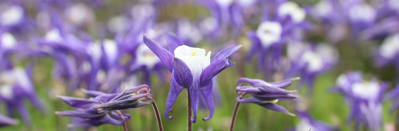 Aquilegia vulgaris ''Winky Blue-White''