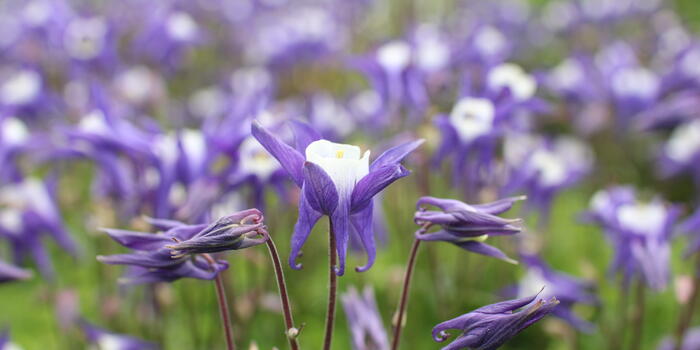 Aquilegia vulgaris ''Winky Blue-White''