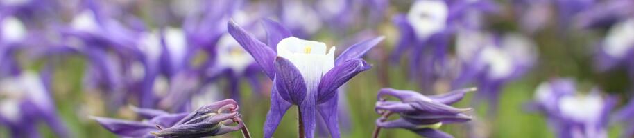 Aquilegia vulgaris ''Winky Blue-White''
