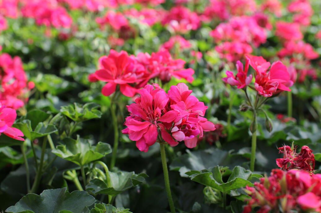 Pelargonium peltatum ''Atlantic Candy'' (1)
