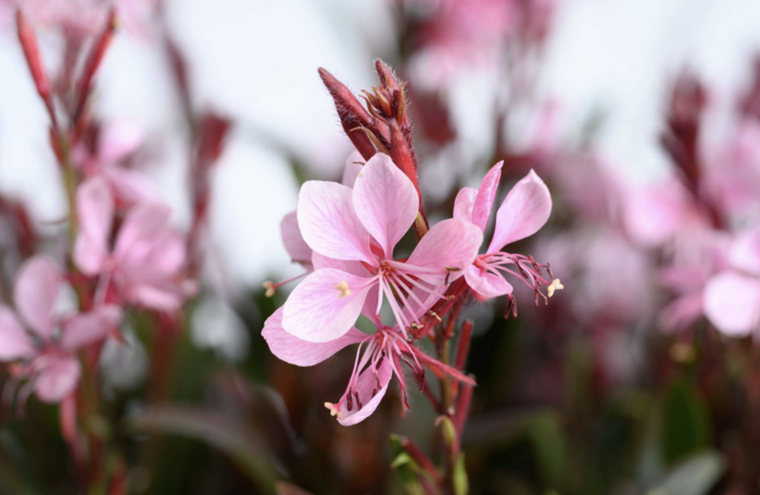 Svíčkovec Lindheimerův 'Steffi Blush Pink' - Gaura lindheimeri 'Steffi Blush Pink'