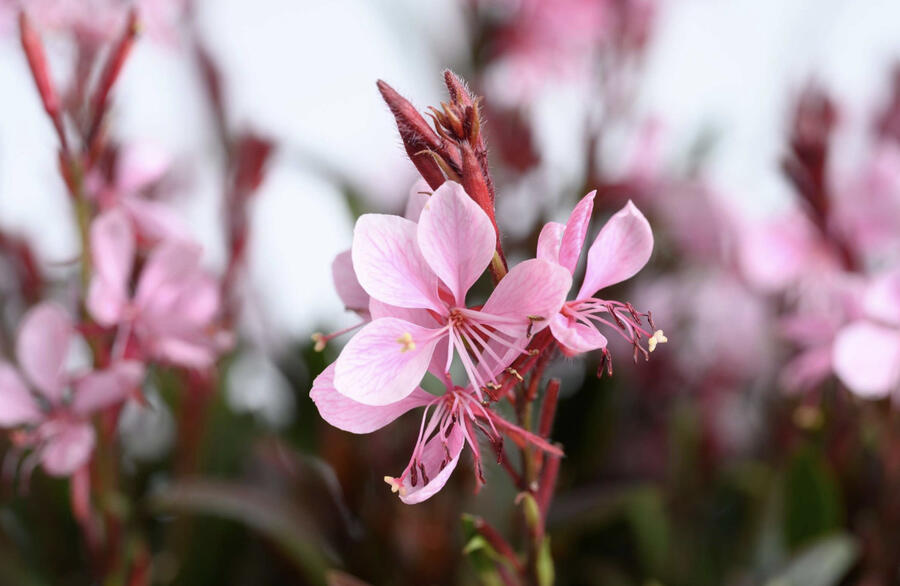 Svíčkovec Lindheimerův 'Steffi Blush Pink' - Gaura lindheimeri 'Steffi Blush Pink'