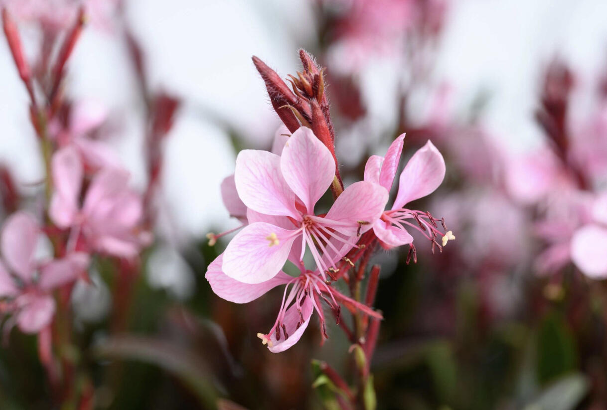 Svíčkovec Lindheimerův 'Steffi Blush Pink' - Gaura lindheimeri 'Steffi Blush Pink'