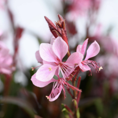 Svíčkovec Lindheimerův 'Steffi Blush Pink' - Gaura lindheimeri 'Steffi Blush Pink'