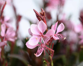 Svíčkovec Lindheimerův 'Steffi Blush Pink'