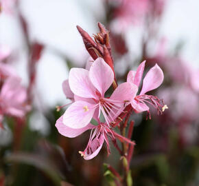 Svíčkovec Lindheimerův 'Steffi Blush Pink'