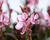 Svíčkovec Lindheimerův 'Steffi Blush Pink'