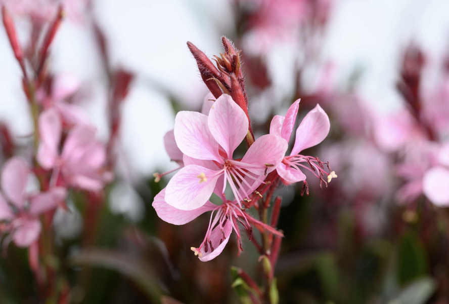 Svíčkovec Lindheimerův 'Steffi Blush Pink' - Gaura lindheimeri 'Steffi Blush Pink'