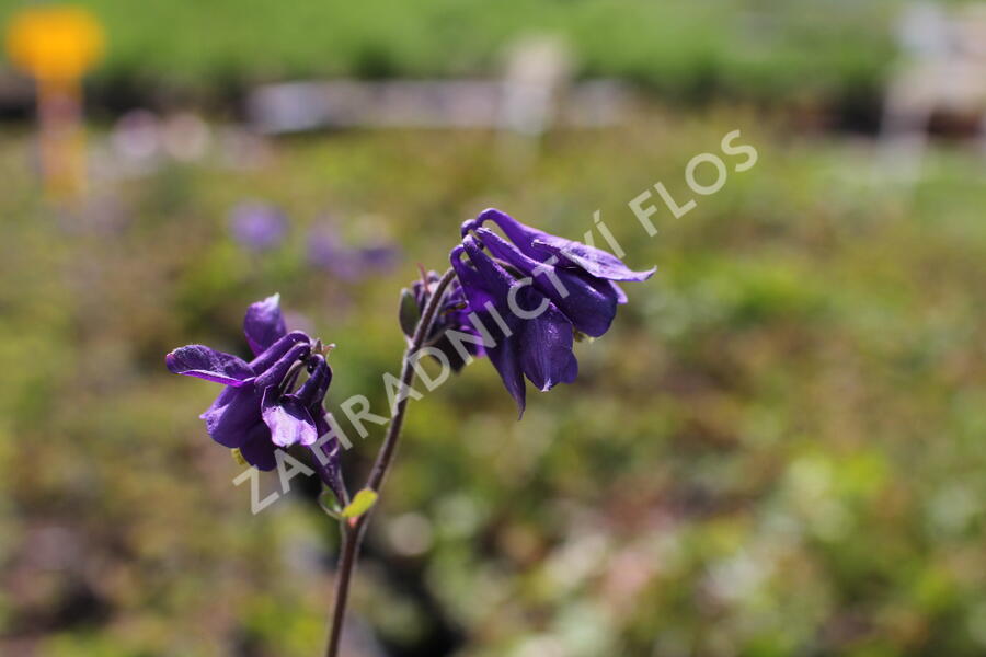 Trvalkový záhon do polostínu Barevný soumrak - Barevný soumrak