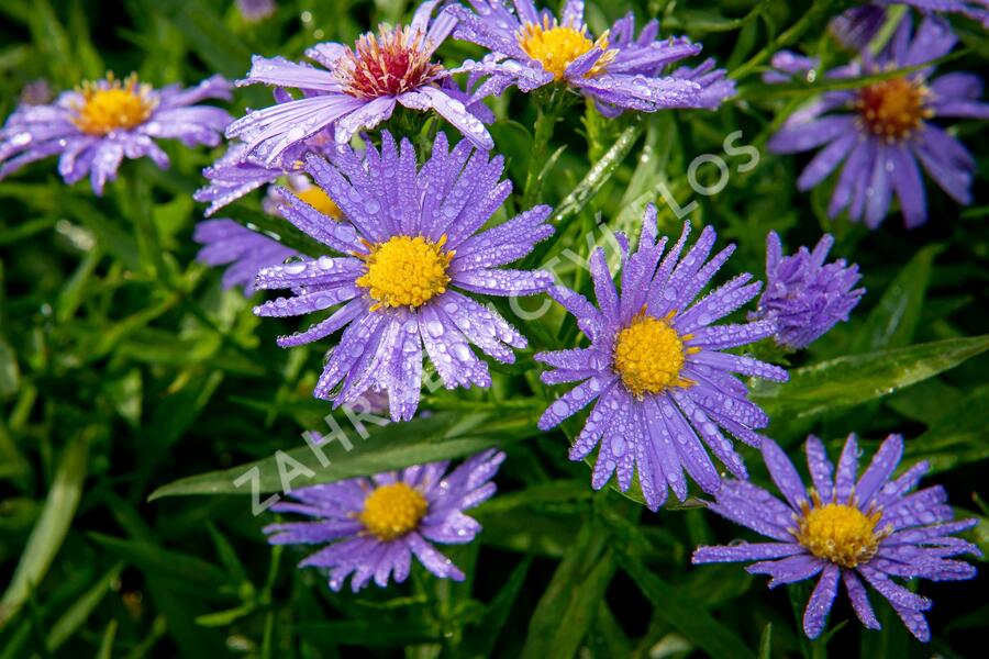 Trvalkový záhon do polostínu Barevný soumrak - Barevný soumrak