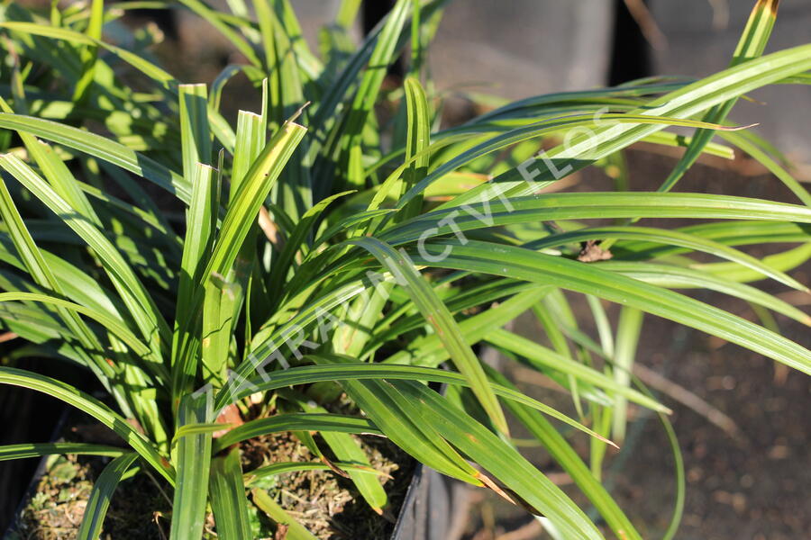 Trvalkový záhon do polostínu Barevný soumrak - Barevný soumrak