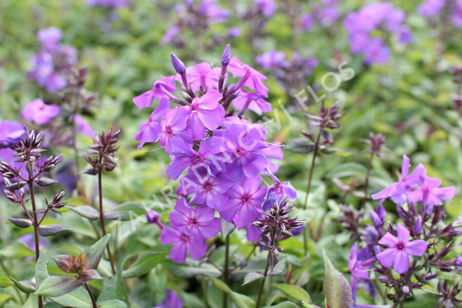 Trvalkový záhon do polostínu Barevný soumrak - Barevný soumrak