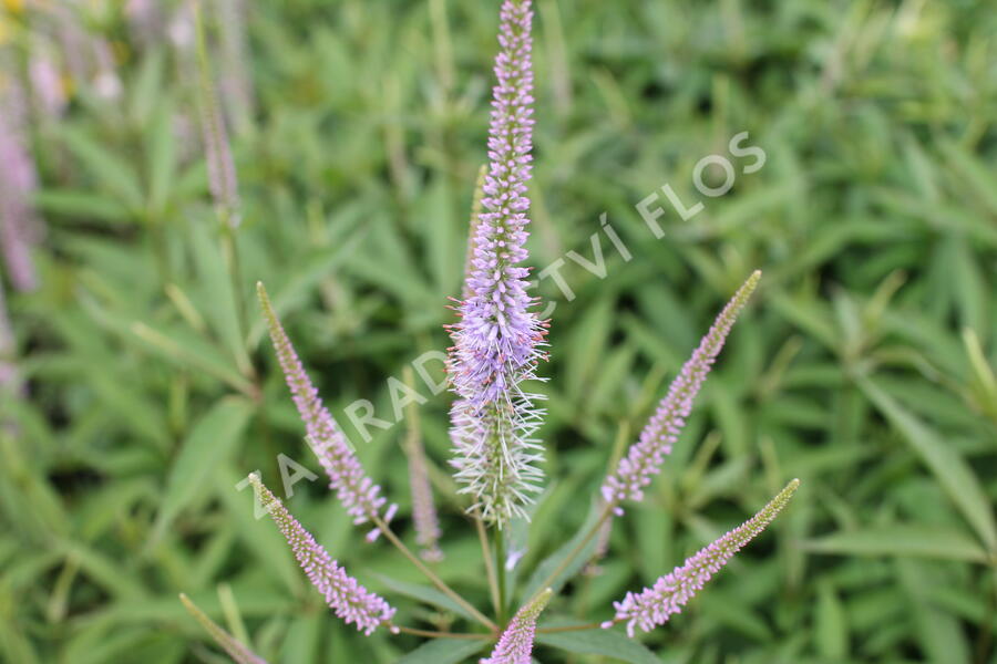 Trvalkový záhon do polostínu Barevný soumrak - Barevný soumrak