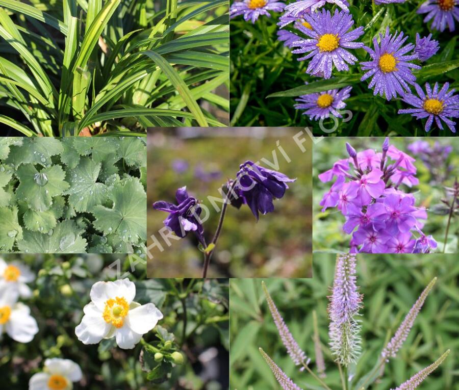 Trvalkový záhon do polostínu Barevný soumrak - Barevný soumrak