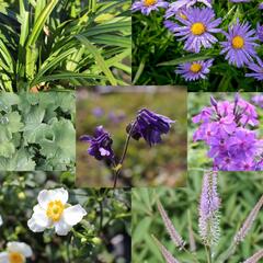 Trvalkový záhon do polostínu Barevný soumrak - Barevný soumrak